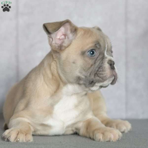 Splash, French Bulldog Puppy